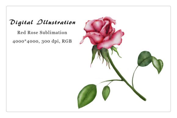 Download Digital Illustration Red Rose, Png - Digital illustration Collection